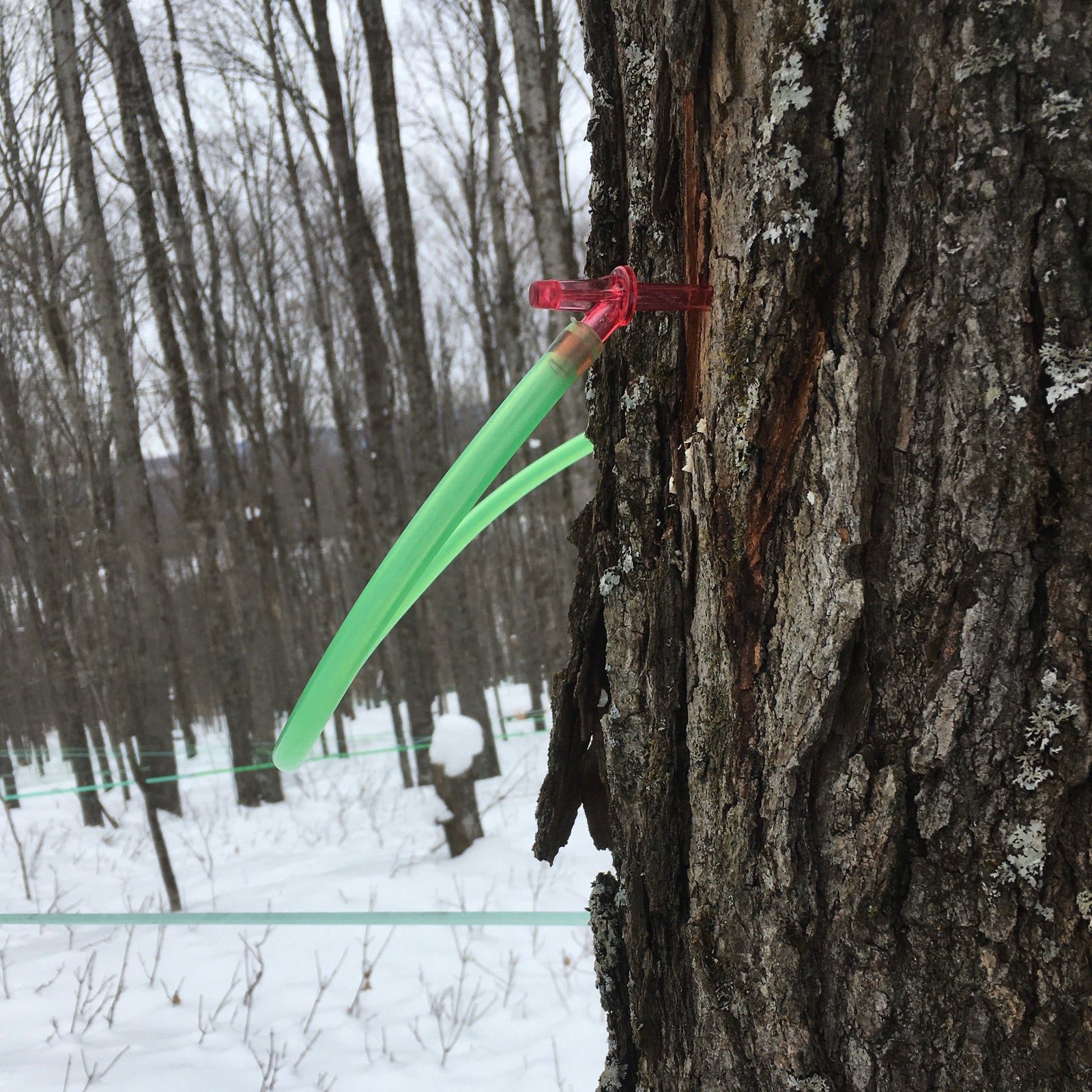 So the trees are all tapped, now what?