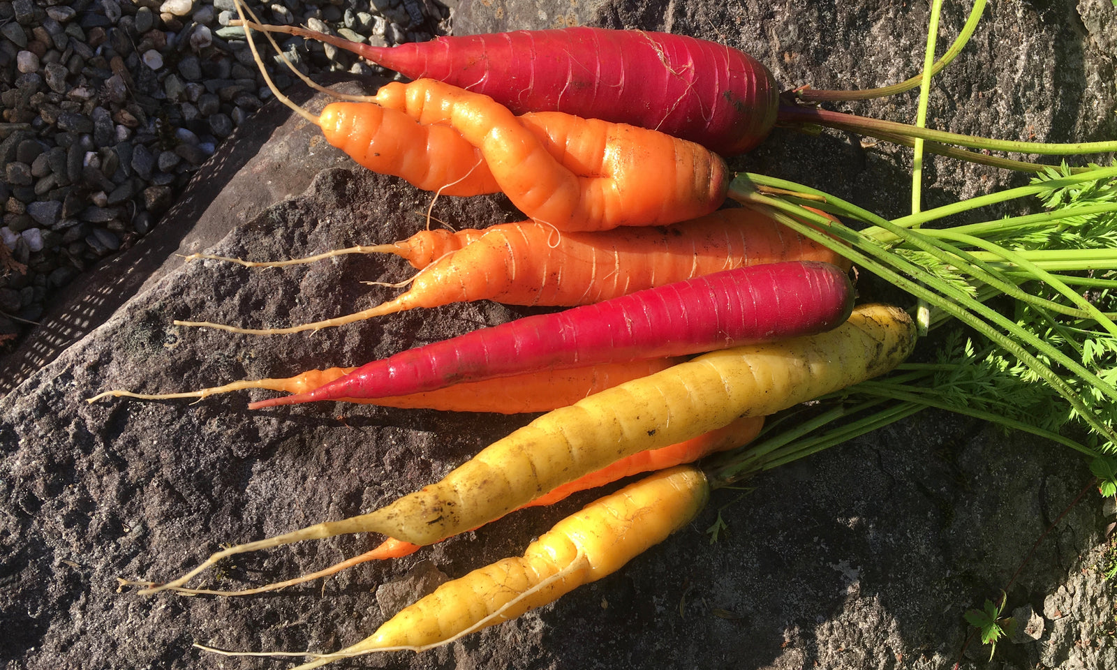 End of summer harvest